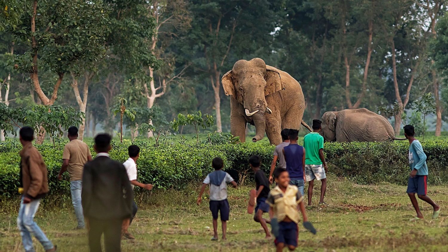 "Two elephants in a rural tea plantation – a large elephant stands in the foreground while another rests on the ground behind it. A group of local villagers and children run towards them with curiosity. The lush greenery and trees in the background highlight the coexistence of wildlife and humans in a natural setting."