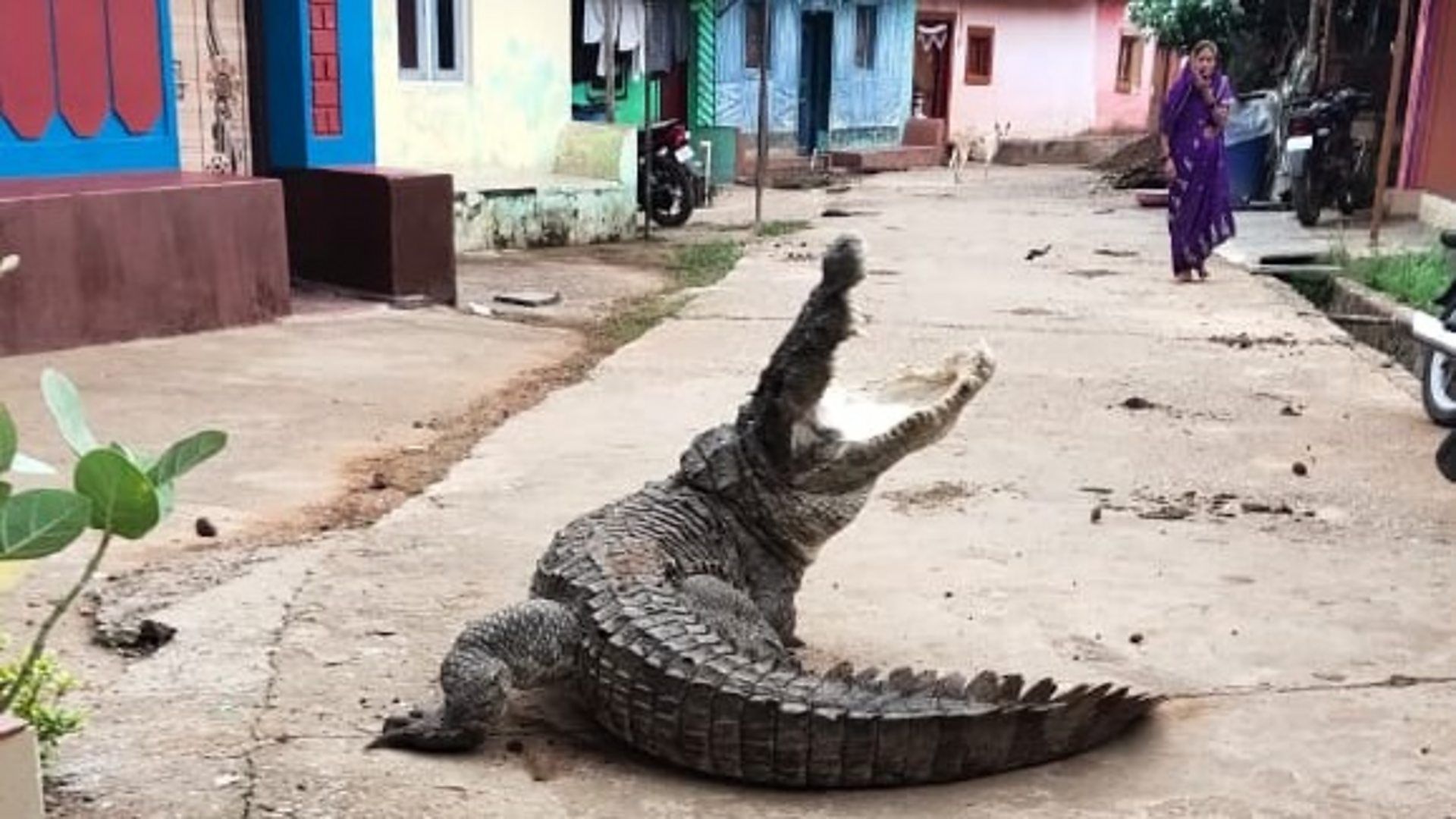 18 april - crocodile2.jpg