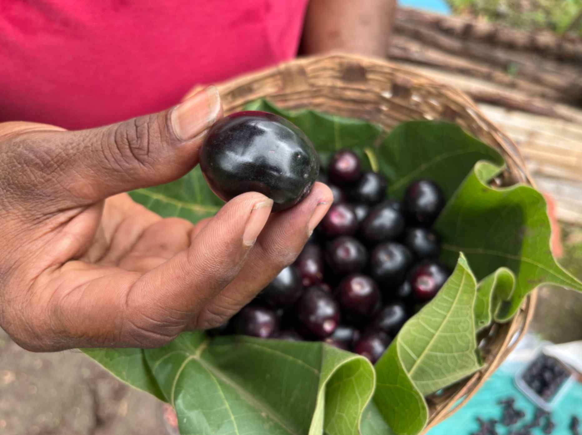A close-up of a person holding a ripe jamun (Indian blackberry) in their hand, with a basket filled with more jamuns lined with green leaves in the background. The image highlights the fresh produce from Bahadoli, Maharashtra, known for its high-quality GI-tagged jamun.