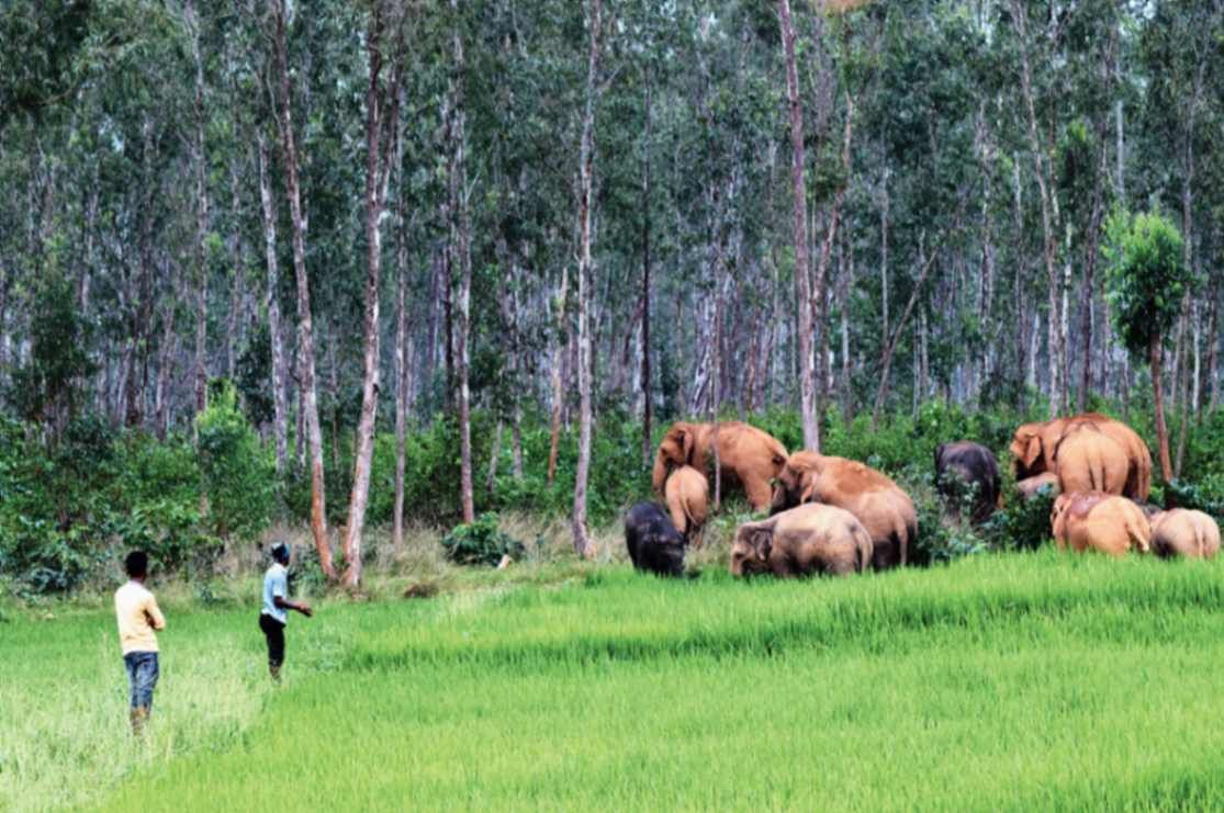 06 march - elephant2.jpg