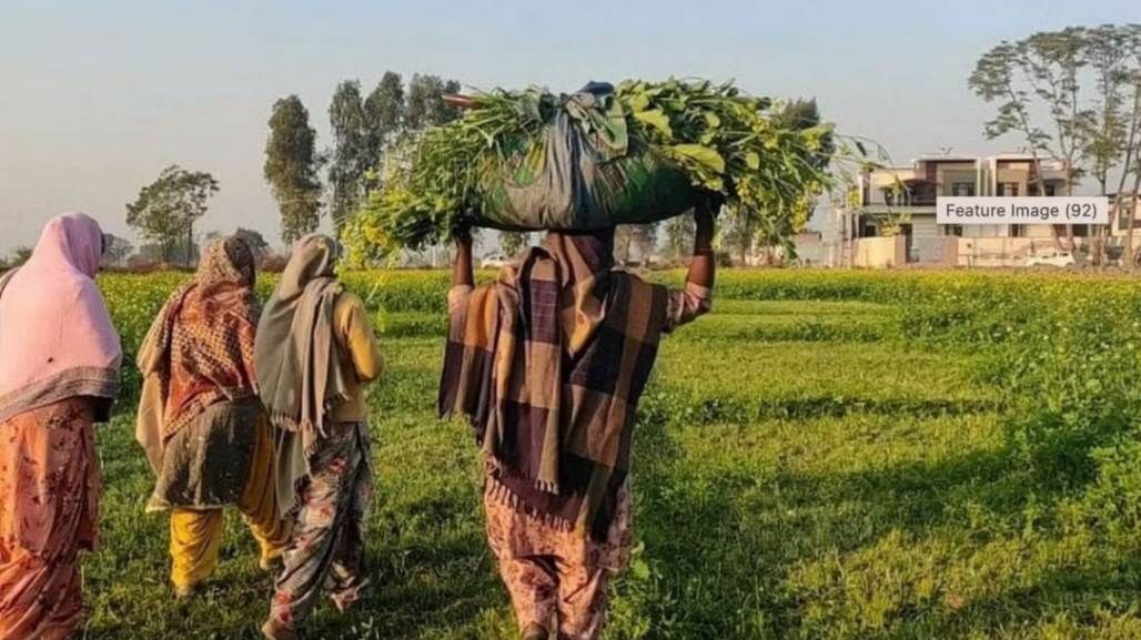 A group of rural women farmers walking through a lush green agricultural field, carrying freshly harvested fodder on their heads. They are dressed in traditional colorful attire, reflecting the essence of rural India. In the background, modern houses and trees contrast with the farmland, showcasing the blend of tradition and development.