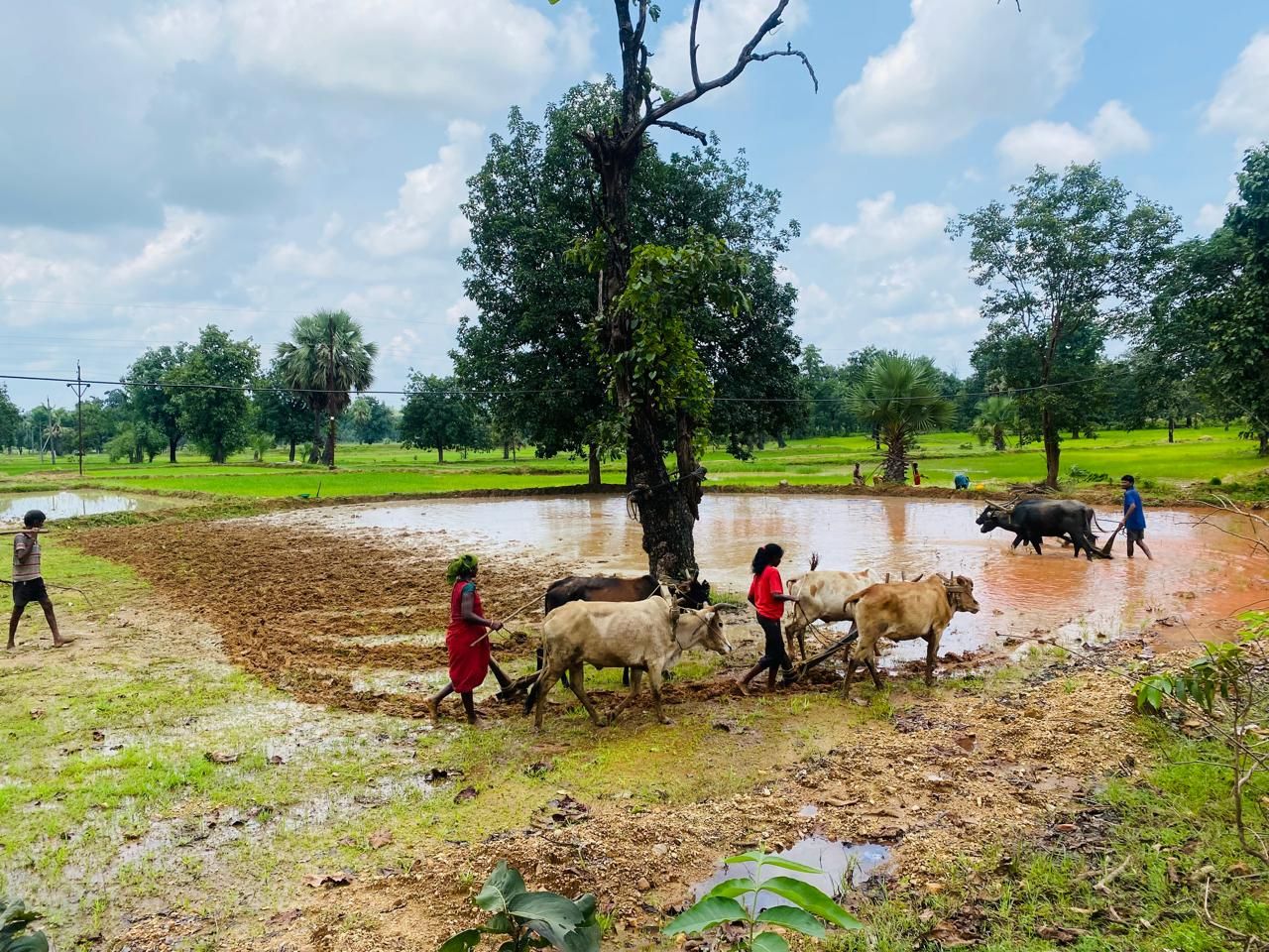 Adivasi Women Farmer.jpeg