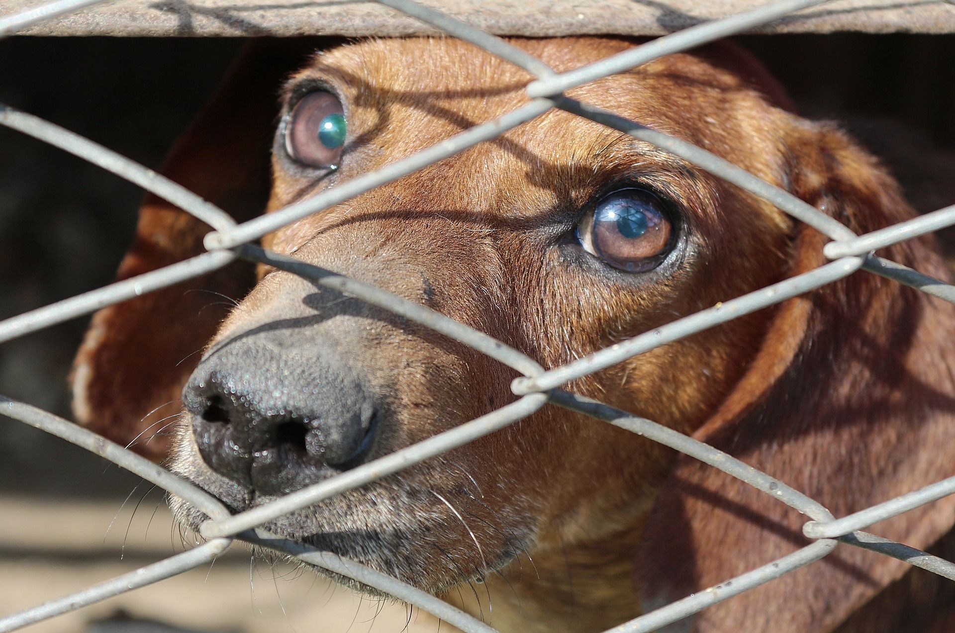30 may - animal3.jpg
