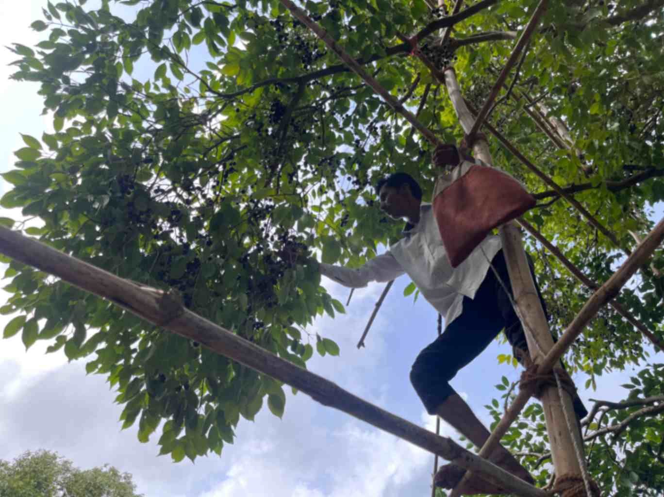 A man climbs a bamboo structure to harvest ripe black jamun fruits from a tall tree. He carries a red bag to collect the fruits, while the dense green leaves create a natural canopy against the blue sky. The image captures traditional fruit-gathering techniques in rural settings.