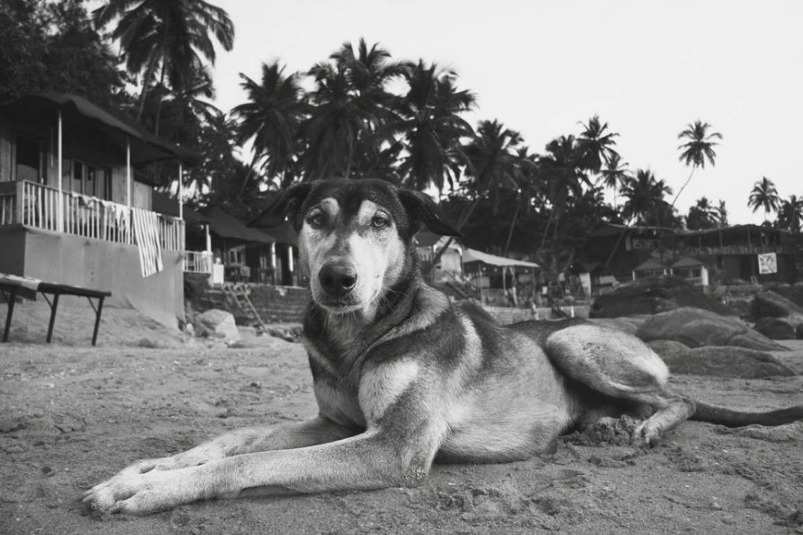  A black and white photograph of a stray dog lying on a sandy beach, gazing directly at the camera. The background features palm trees, beachside huts, and a few scattered objects, creating a tropical setting. The dog's relaxed yet attentive posture captures a serene and rustic coastal atmosphere.