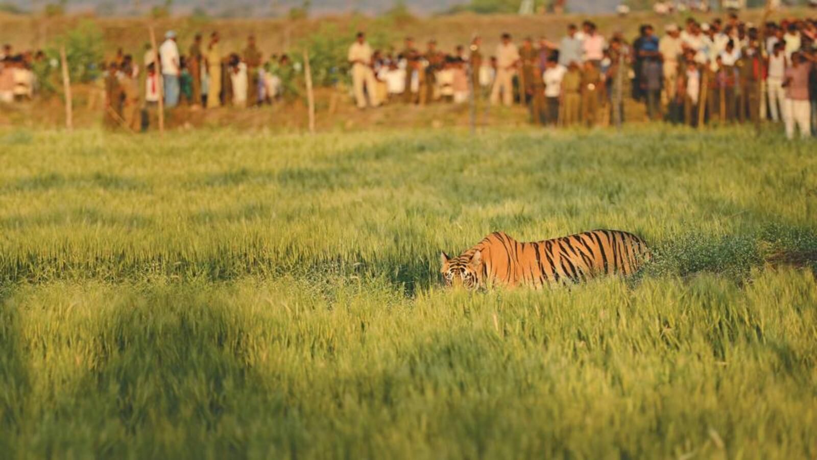 21 may - chandrapur4.jpg