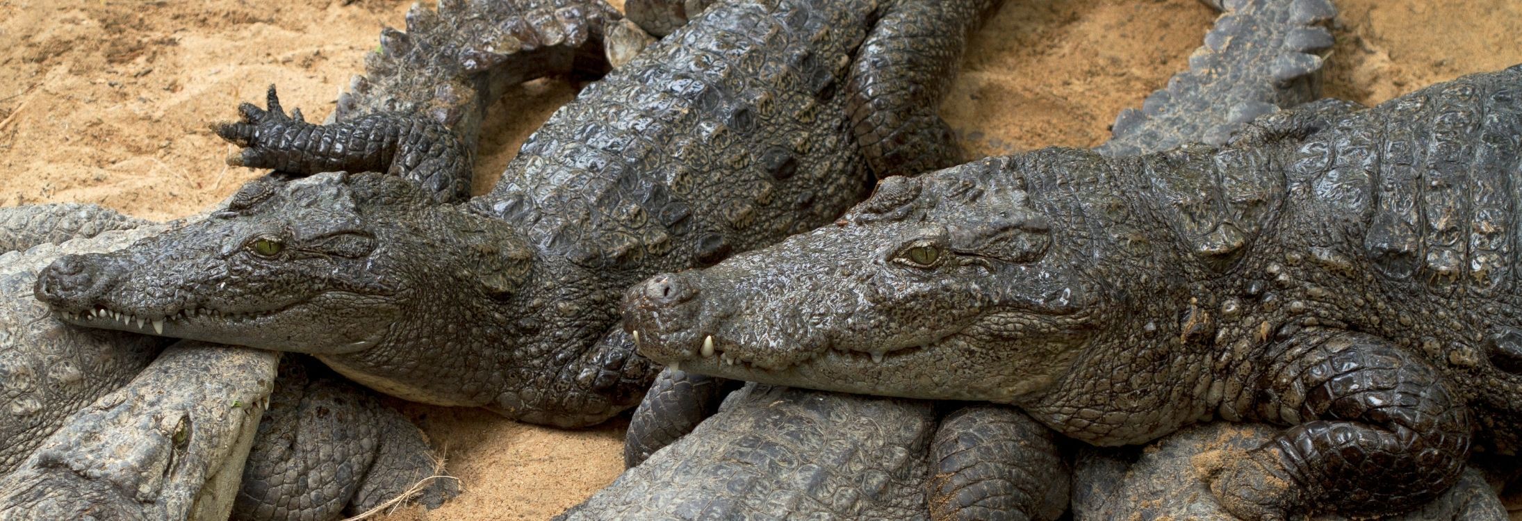 18 april - crocodile4.jpg