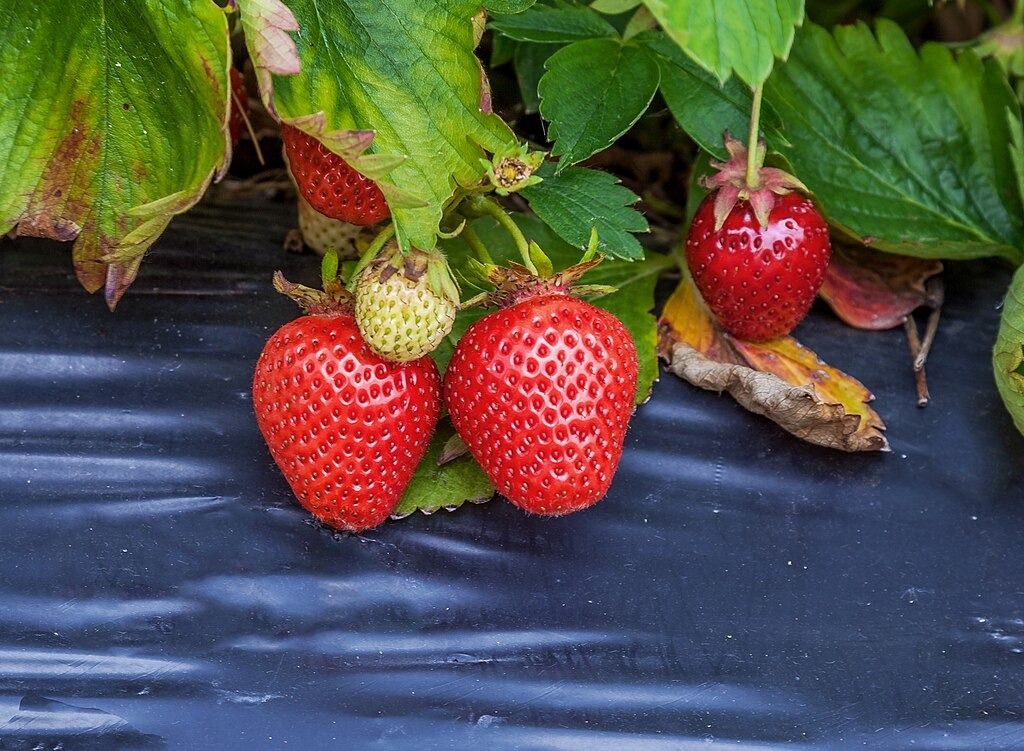 farm 4.jpeg