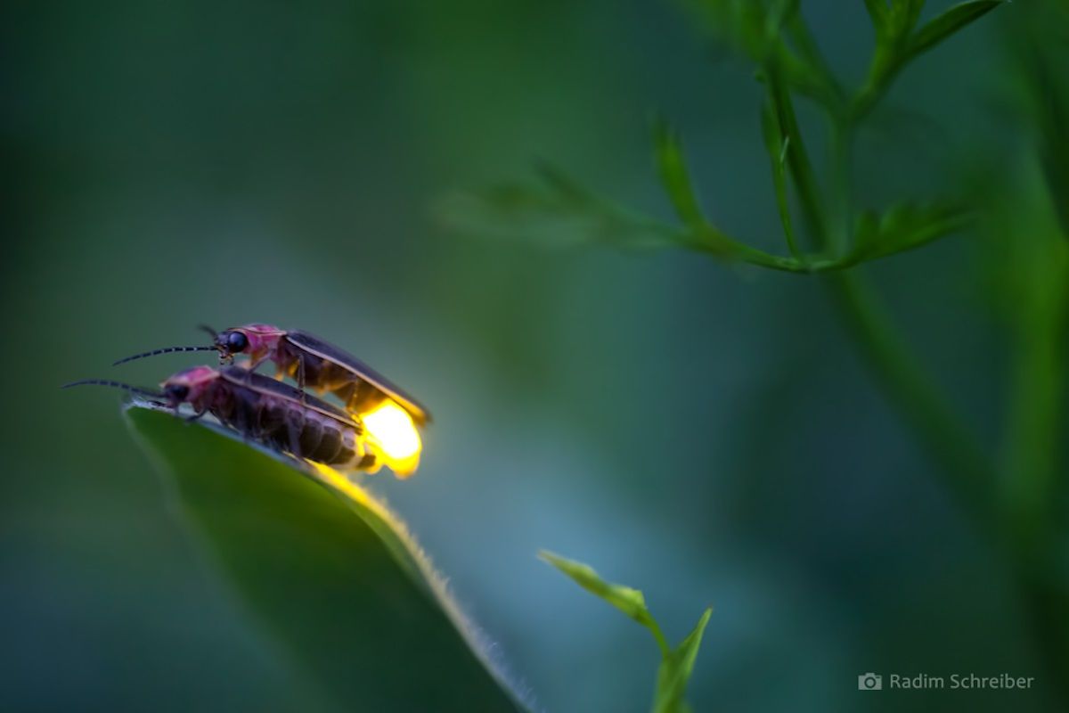 26 april - fireflies5 jpg.jpg