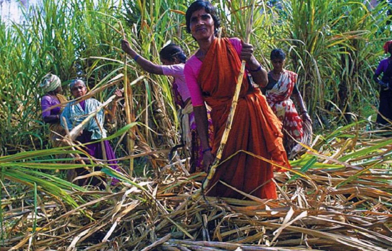 sugarcane.jpg