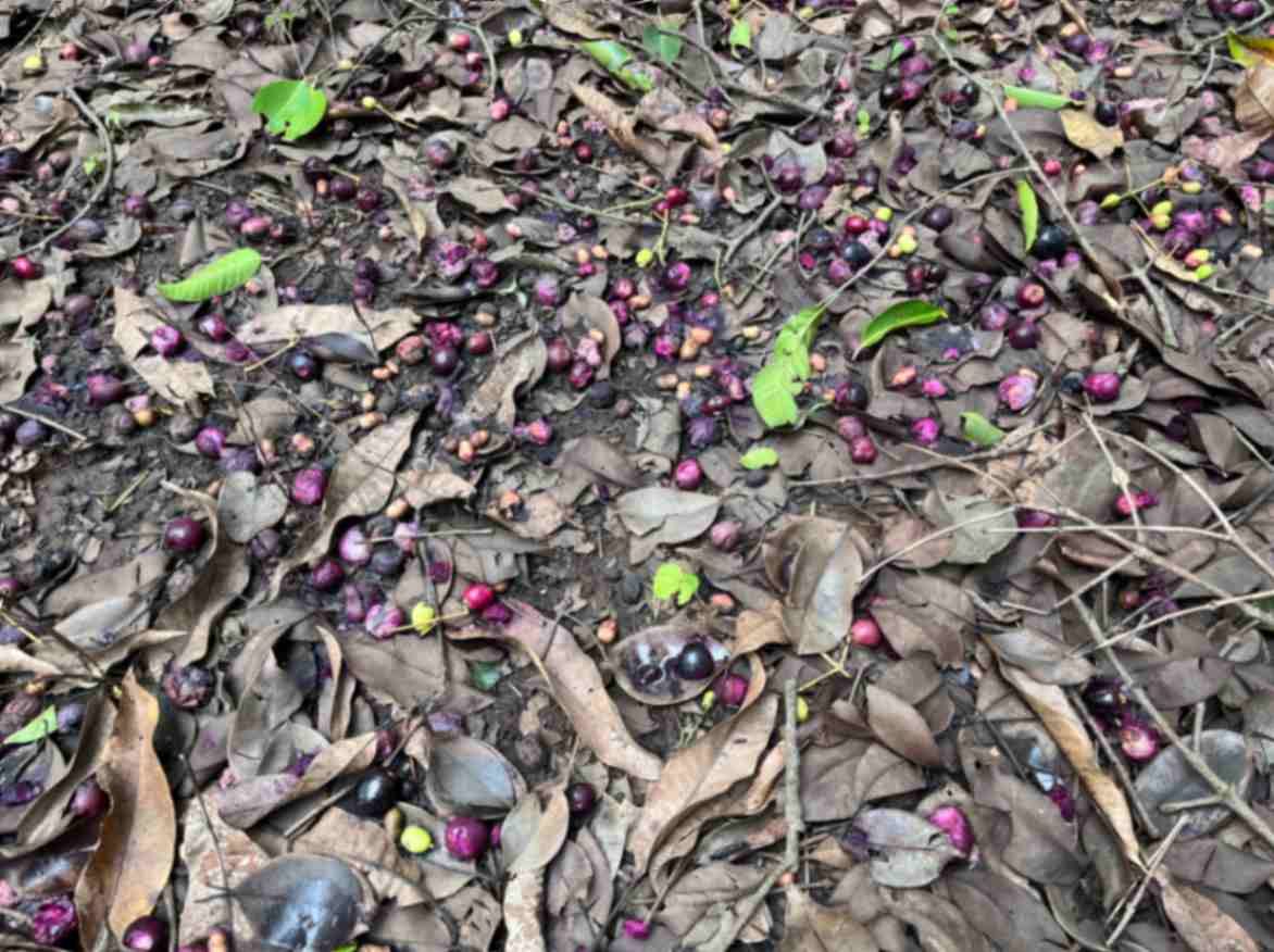 A ground covered with fallen jamun fruits (Syzygium cumini) scattered among dried leaves and twigs. Some fruits appear fresh and dark purple, while others are crushed or in various stages of decay. Green leaves and small sprouts are visible, highlighting the natural cycle of growth and decomposition in the forest ecosystem.
