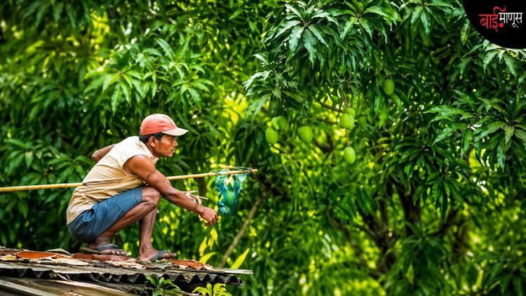 राखण करुक आंब्याची कोकणात इलो नेपाळी…!