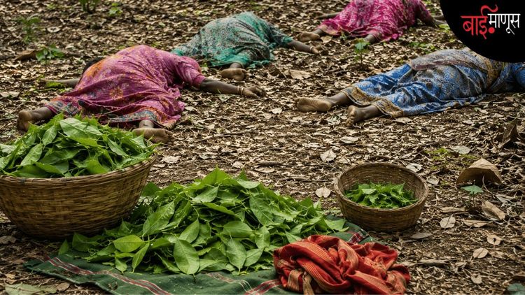 तापलेली जंगलं, अस्वस्थ वाघ… आणि मृत्यूच्या सावलीत तेंदूपत्ता गोळा करणाऱ्या आदिवासी महिला